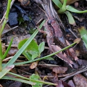 Phaulacridium vittatum (Wingless Grasshopper) at Long Beach, NSW by trevorpreston