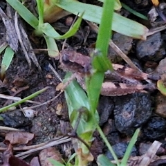 Phaulacridium vittatum at Long Beach, NSW - 30 Nov 2024