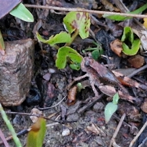 Phaulacridium vittatum at Long Beach, NSW - 30 Nov 2024