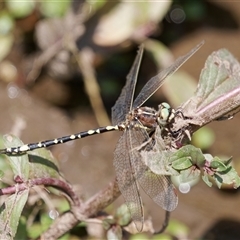 Synthemis eustalacta at Strathnairn, ACT - 24 Feb 2024 by RomanSoroka