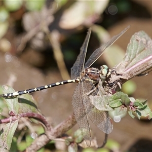 Synthemis eustalacta (Swamp Tigertail) at Strathnairn, ACT by RomanSoroka