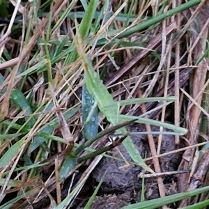 Acrida conica at Long Beach, NSW - 30 Nov 2024 07:58 PM