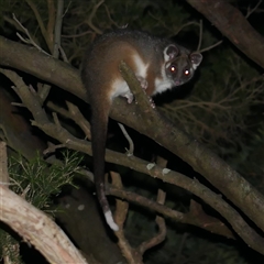 Pseudocheirus peregrinus (Common Ringtail Possum) at Freshwater Creek, VIC - 24 May 2020 by WendyEM