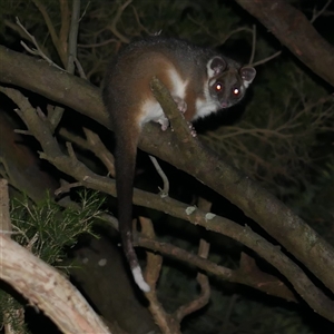 Pseudocheirus peregrinus at Freshwater Creek, VIC - 24 May 2020