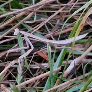 Tenodera australasiae (Purple-winged mantid) at Long Beach, NSW by trevorpreston