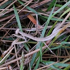 Tenodera australasiae at Long Beach, NSW - 30 Nov 2024 07:58 PM