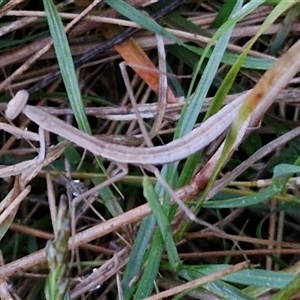 Tenodera australasiae at Long Beach, NSW - 30 Nov 2024