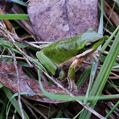 Litoria verreauxii verreauxii at Long Beach, NSW - 30 Nov 2024 by trevorpreston