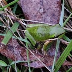 Litoria fallax at Long Beach, NSW - 30 Nov 2024 07:57 PM
