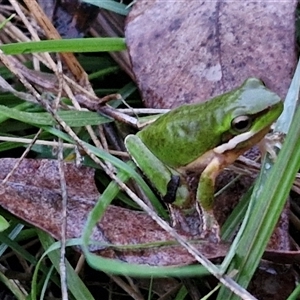 Litoria fallax at Long Beach, NSW - 30 Nov 2024 07:57 PM