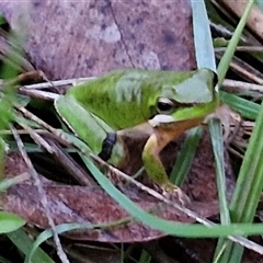 Litoria fallax at Long Beach, NSW - 30 Nov 2024 07:57 PM