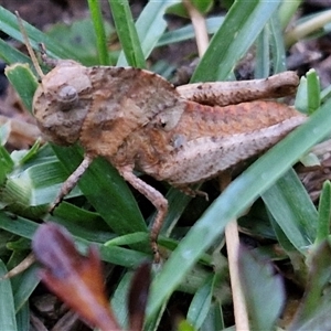 Gastrimargus musicus at Long Beach, NSW - 30 Nov 2024 07:55 PM