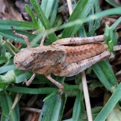 Gastrimargus musicus at Long Beach, NSW - 30 Nov 2024 07:55 PM