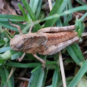 Gastrimargus musicus at Long Beach, NSW - 30 Nov 2024 07:55 PM