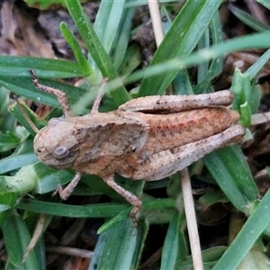 Gastrimargus musicus at Long Beach, NSW - 30 Nov 2024 07:55 PM