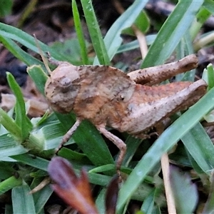 Gastrimargus musicus at Long Beach, NSW - 30 Nov 2024 07:55 PM