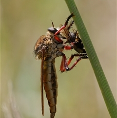 Colepia ingloria (A robber fly) at Strathnairn, ACT - 24 Feb 2024 by RomanSoroka