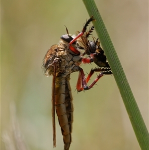 Colepia ingloria (A robber fly) at Strathnairn, ACT by RomanSoroka