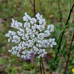 Unverified Other Wildflower or Herb at Long Beach, NSW - 30 Nov 2024 by trevorpreston