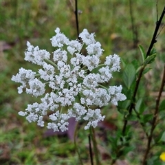 Unidentified Other Wildflower or Herb at Long Beach, NSW - 30 Nov 2024 by trevorpreston