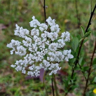 Unidentified Other Wildflower or Herb at Long Beach, NSW - 30 Nov 2024 by trevorpreston