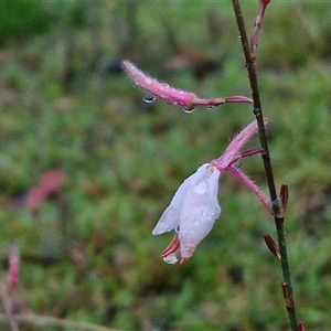 Oenothera lindheimeri at Long Beach, NSW by trevorpreston