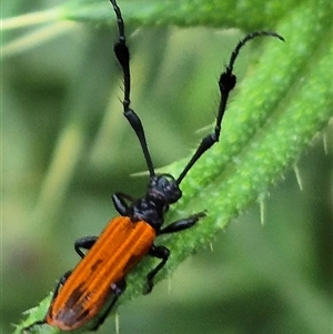 Tropis paradoxa (Longicorn beetle) at Bungendore, NSW by clarehoneydove