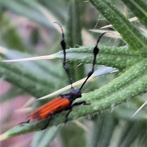 Tropis paradoxa at Bungendore, NSW - suppressed