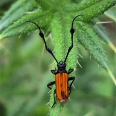 Tropis paradoxa at Bungendore, NSW - suppressed