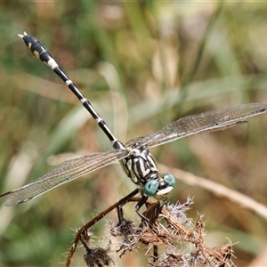 Austrogomphus cornutus at Strathnairn, ACT - 24 Feb 2024