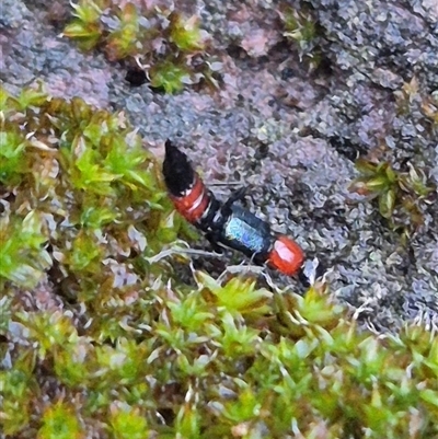 Paederus sp. (genus) (Whiplash rove beetle) at Bungendore, NSW - 30 Nov 2024 by clarehoneydove