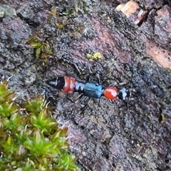 Paederus sp. (genus) at Bungendore, NSW - suppressed