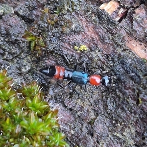 Paederus sp. (genus) at Bungendore, NSW - suppressed