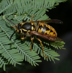 Vespula germanica (European wasp) at Freshwater Creek, VIC - 26 Nov 2024 by WendyEM