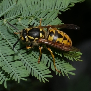 Vespula germanica at Freshwater Creek, VIC - 26 Nov 2024 10:31 AM