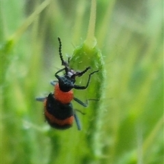 Dicranolaius bellulus (Red and Blue Pollen Beetle) at Bungendore, NSW - 30 Nov 2024 by clarehoneydove