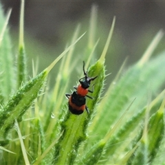 Dicranolaius bellulus at Bungendore, NSW - 30 Nov 2024