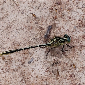 Austrogomphus guerini (Yellow-striped Hunter) at Strathnairn, ACT by RomanSoroka