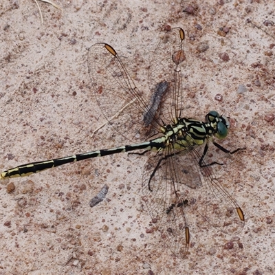 Austrogomphus guerini (Yellow-striped Hunter) at Strathnairn, ACT - 24 Feb 2024 by RomanSoroka