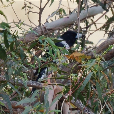 Cracticus nigrogularis at Strathnairn, ACT - 24 Feb 2024 by RomanSoroka