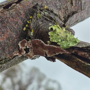 Unidentified Fungus at Bungendore, NSW by clarehoneydove