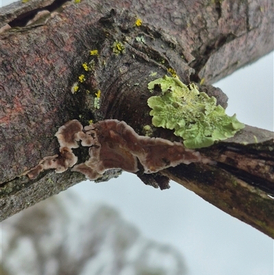 Unidentified Fungus at Bungendore, NSW - 30 Nov 2024 by clarehoneydove