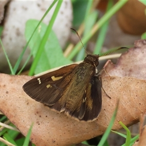 Toxidia doubledayi (Lilac Grass-skipper) at Mongarlowe, NSW by LisaH