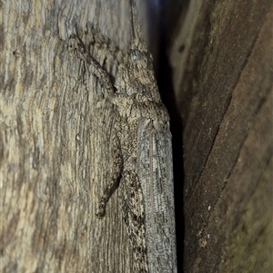 Coryphistes ruricola at Bungendore, NSW - 30 Nov 2024