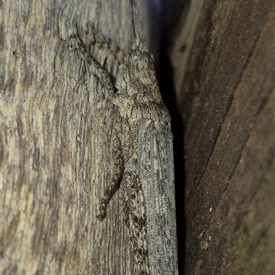 Coryphistes ruricola (Bark-mimicking Grasshopper) at Bungendore, NSW - 30 Nov 2024 by clarehoneydove