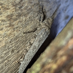 Coryphistes ruricola at Bungendore, NSW - suppressed