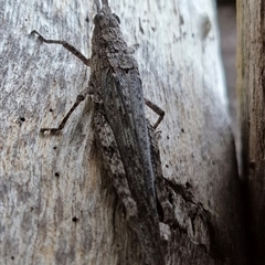 Coryphistes ruricola at Bungendore, NSW - 30 Nov 2024