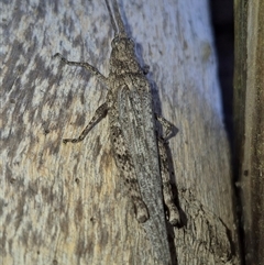 Coryphistes ruricola at Bungendore, NSW - 30 Nov 2024