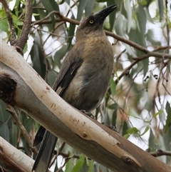 Strepera versicolor at Mongarlowe, NSW - 27 Nov 2024 by LisaH