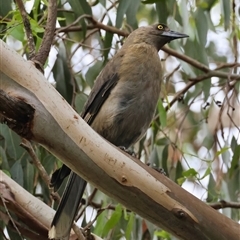 Strepera versicolor at Mongarlowe, NSW - suppressed